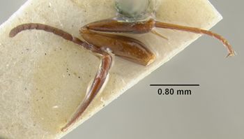 Media type: image;   Entomology 303912 Aspect: body parts